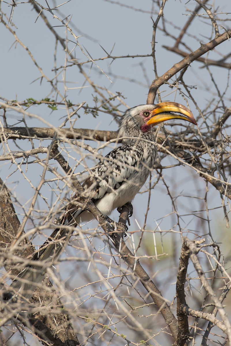 Southern Yellow-billed Hornbill - Anonymous