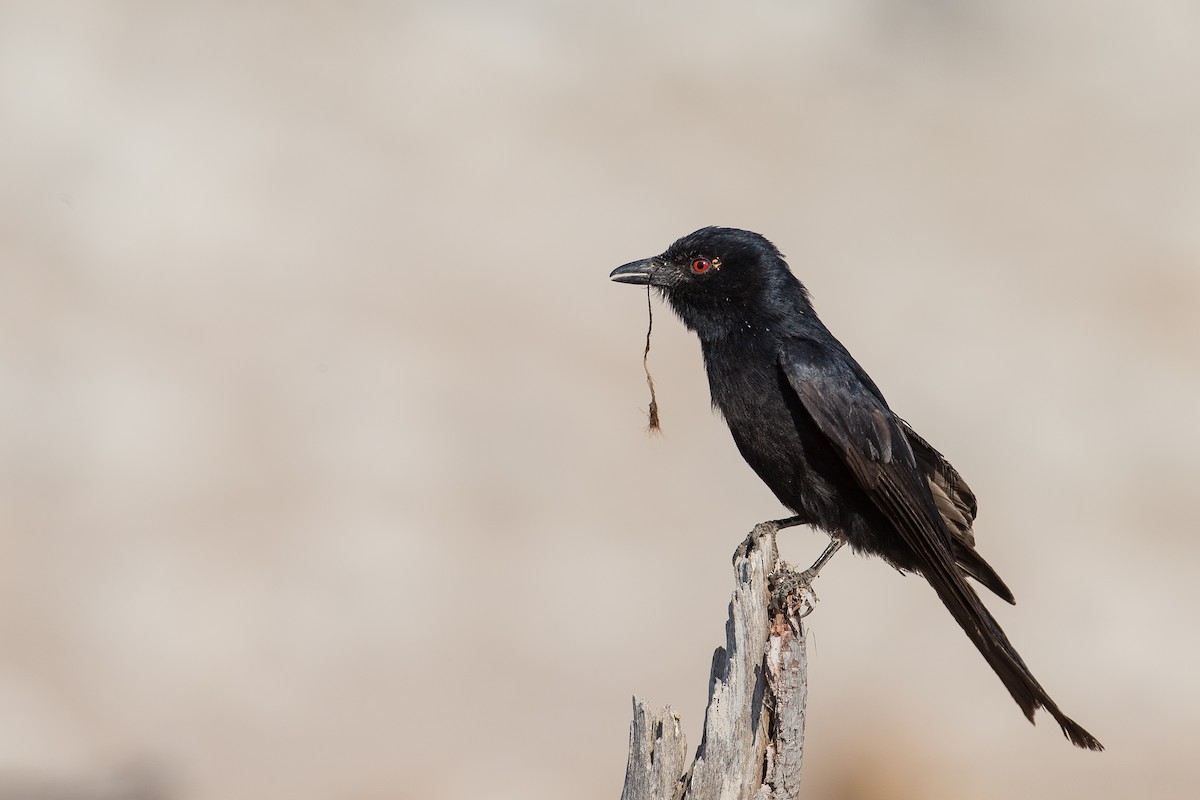 Fork-tailed Drongo - Anonymous