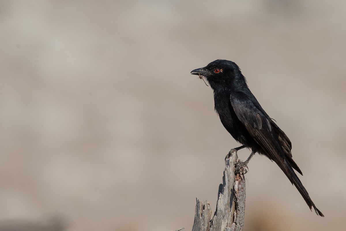 Fork-tailed Drongo - ML615318462
