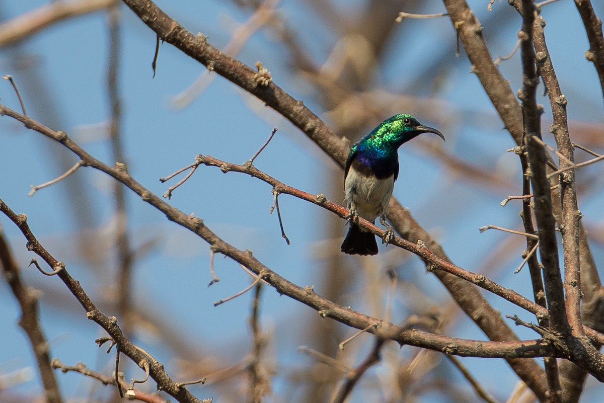 White-breasted Sunbird - Anonymous