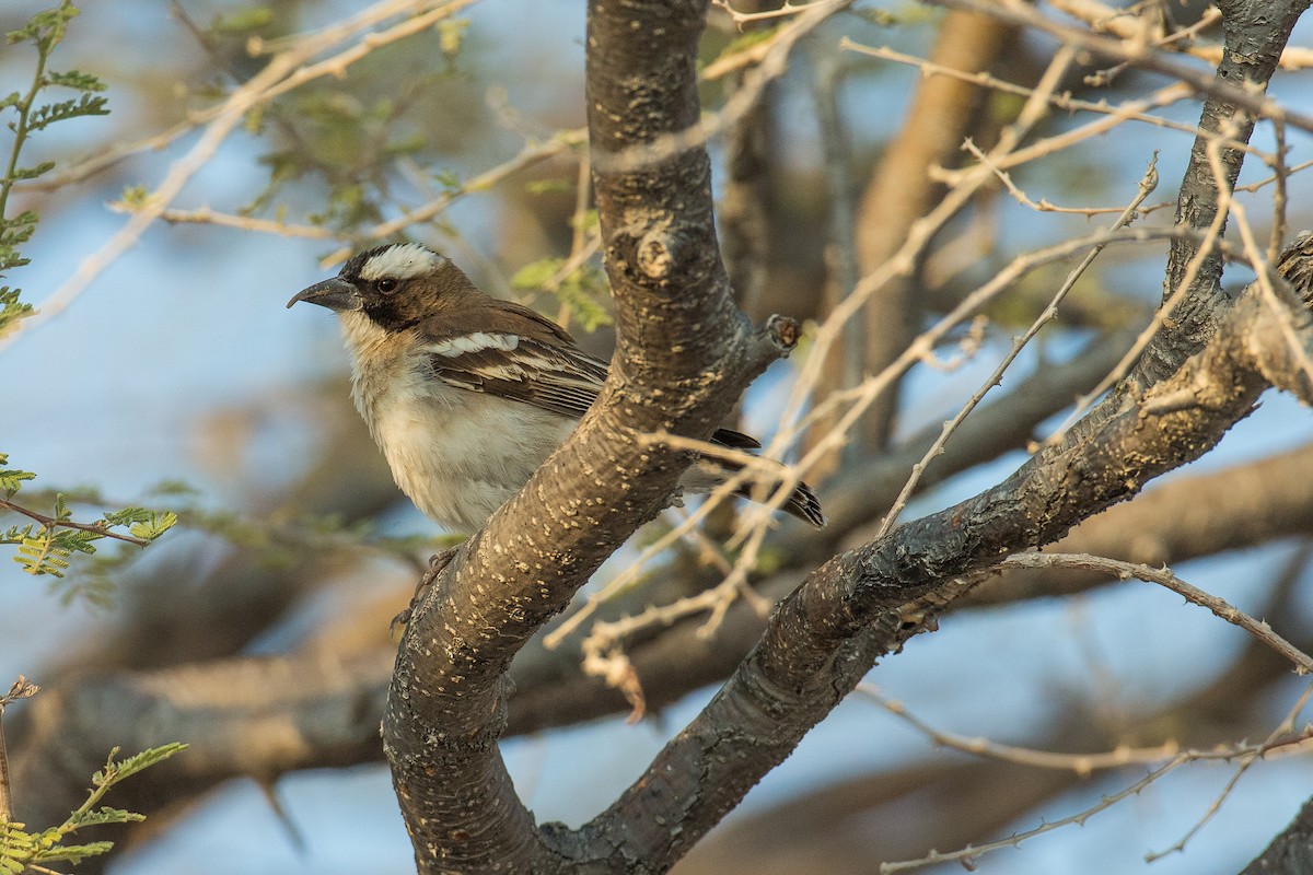 White-browed Sparrow-Weaver - Anonymous