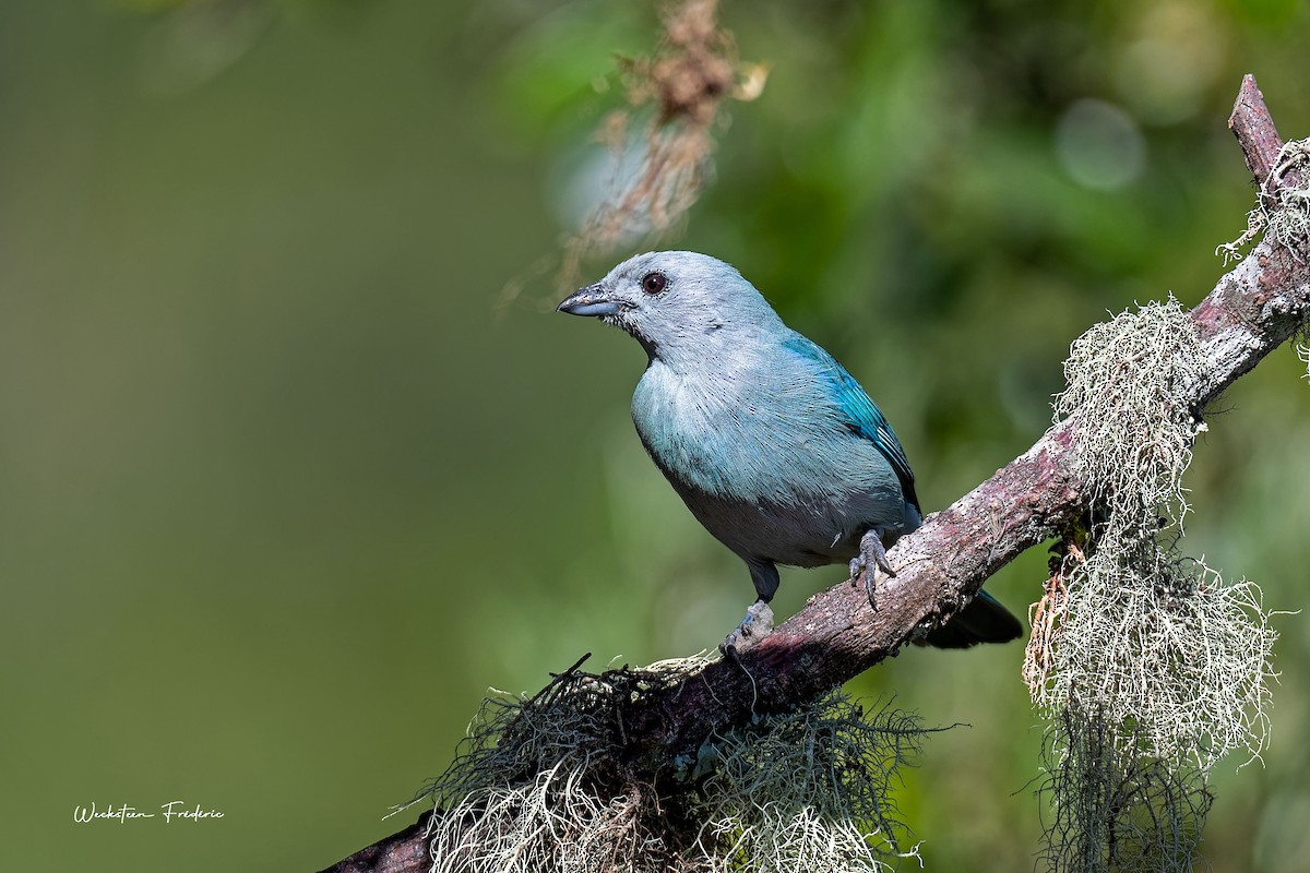 Blue-gray Tanager - ML615318522