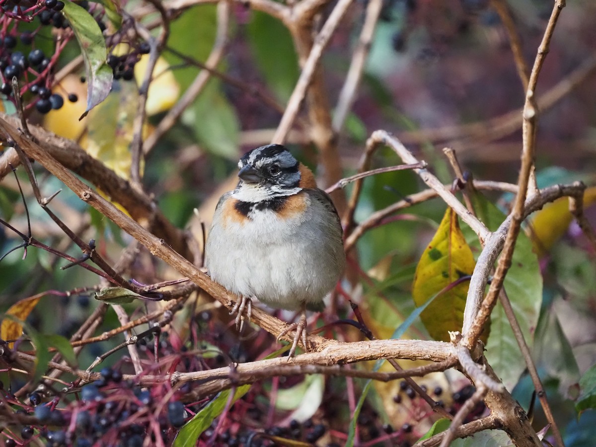 Rufous-collared Sparrow - Bob Brereton