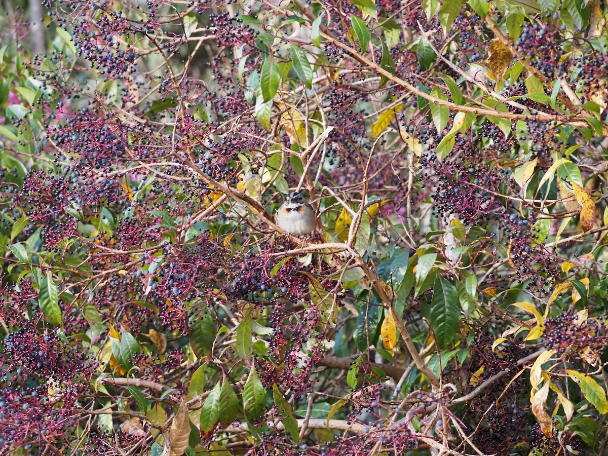 Rufous-collared Sparrow - ML615318756