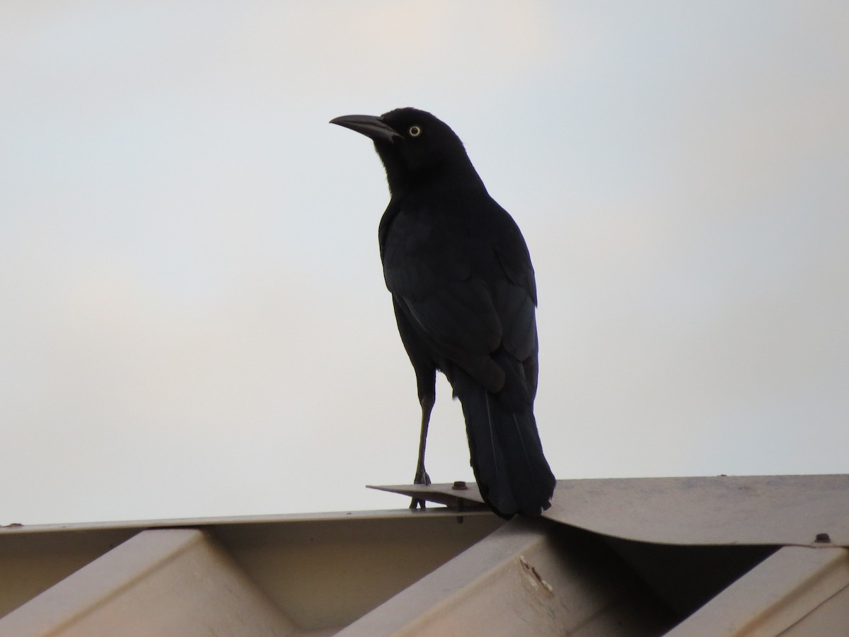 Great-tailed Grackle - ML615318850