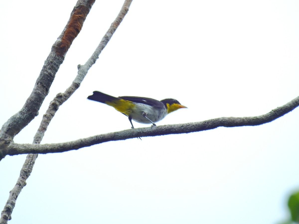 Yellow-backed Tanager - Raul Afonso Pommer-Barbosa - Amazon Birdwatching