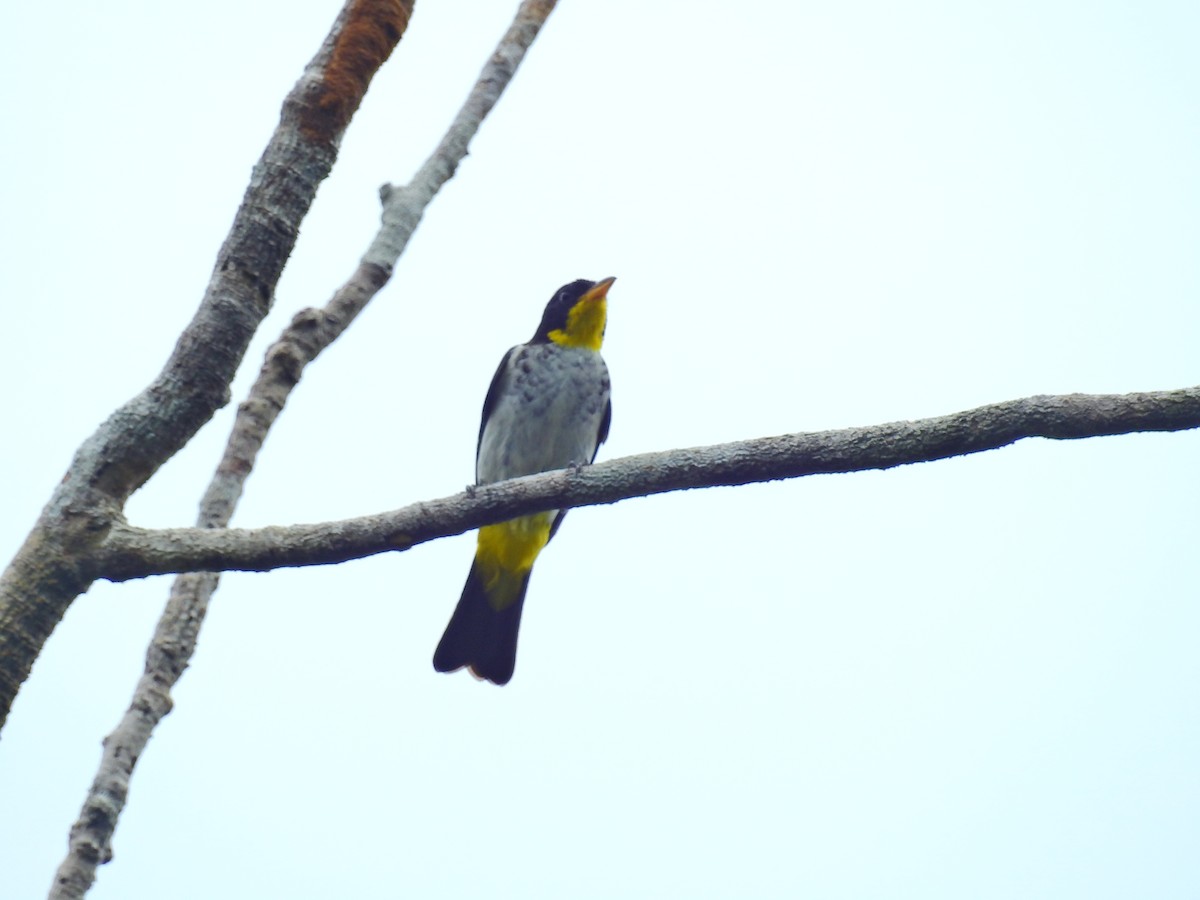 Yellow-backed Tanager - ML615319175