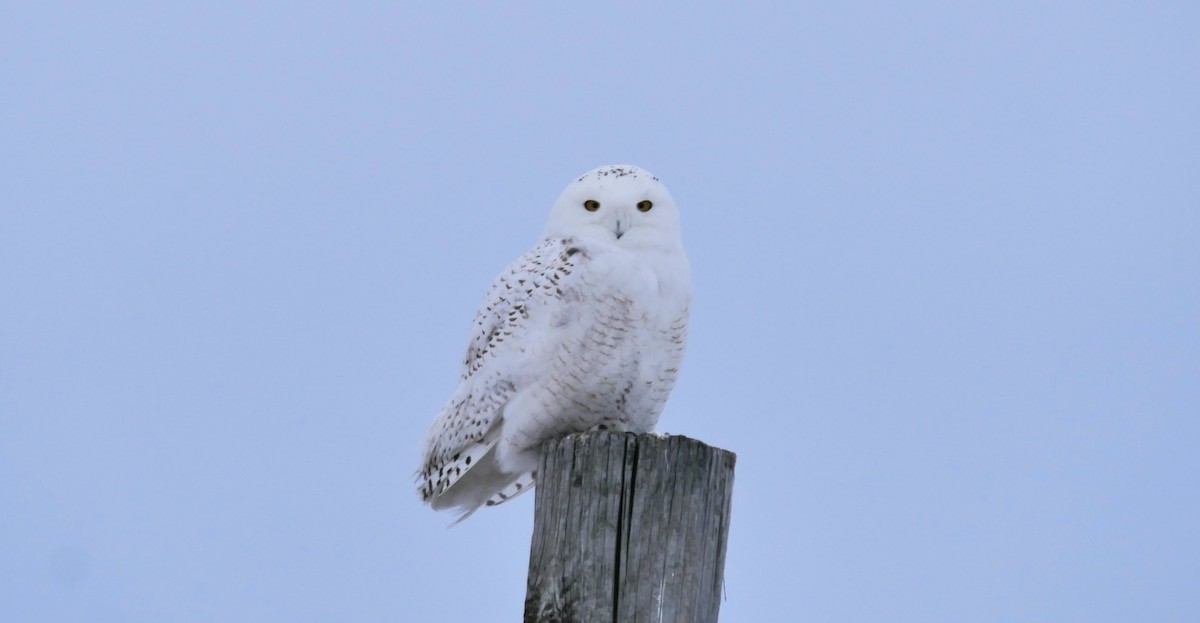 Snowy Owl - ML615319179