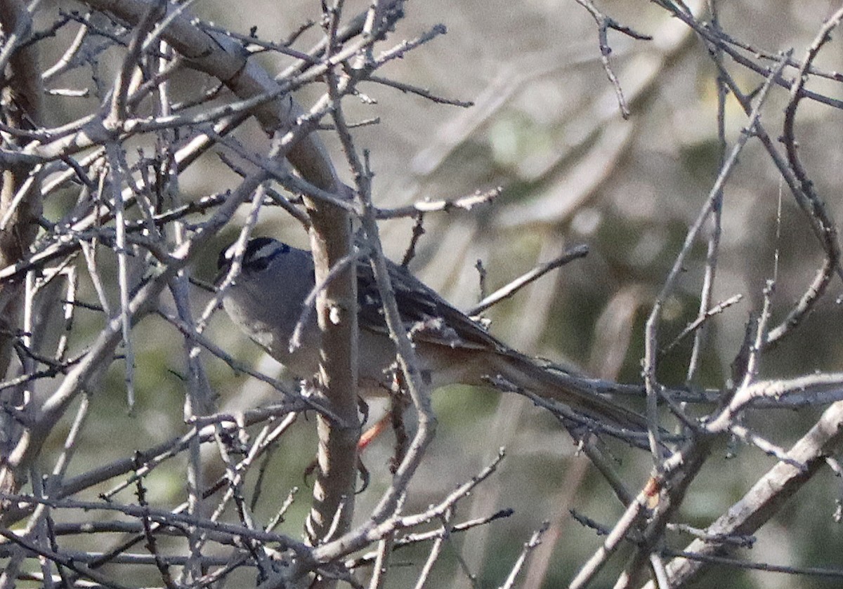 White-crowned Sparrow - ML615319637