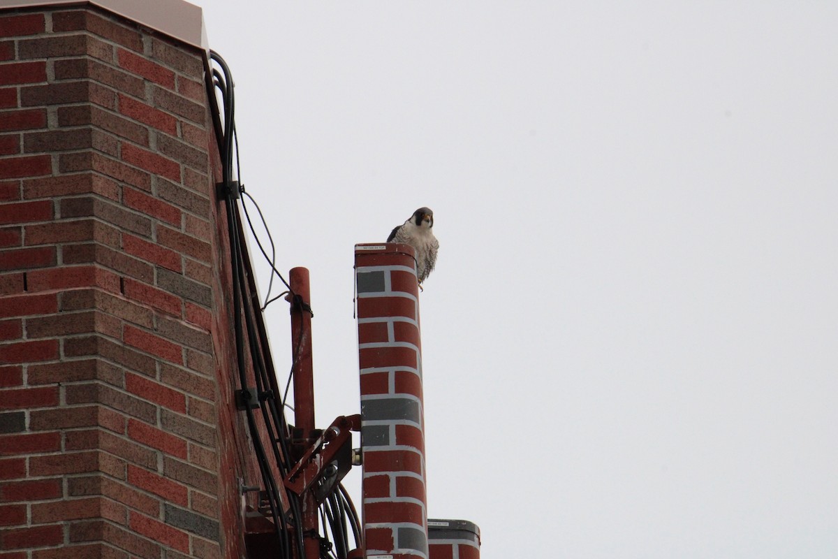 Peregrine Falcon - Biggest Bird