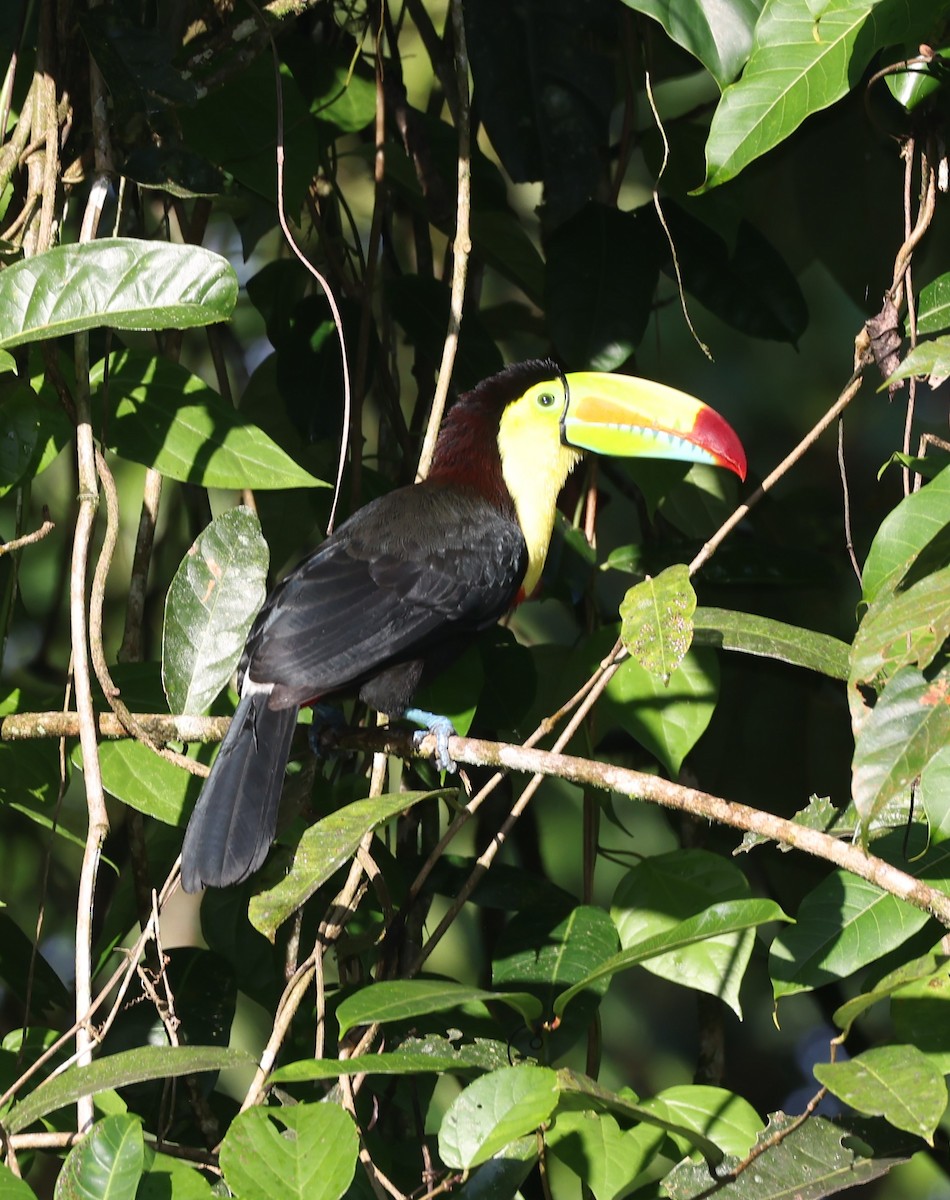 Yellow-throated Toucan (Chestnut-mandibled) - ML615320061