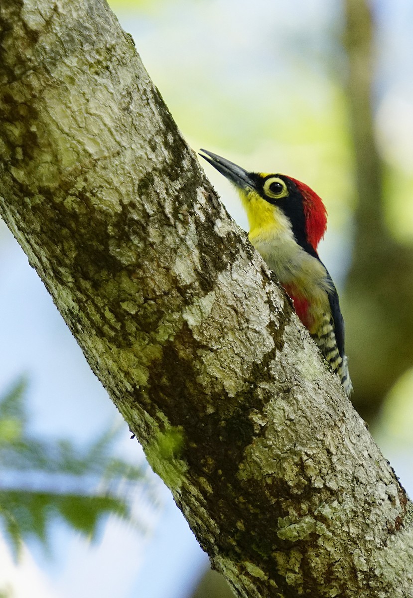 Yellow-fronted Woodpecker - ML615320156