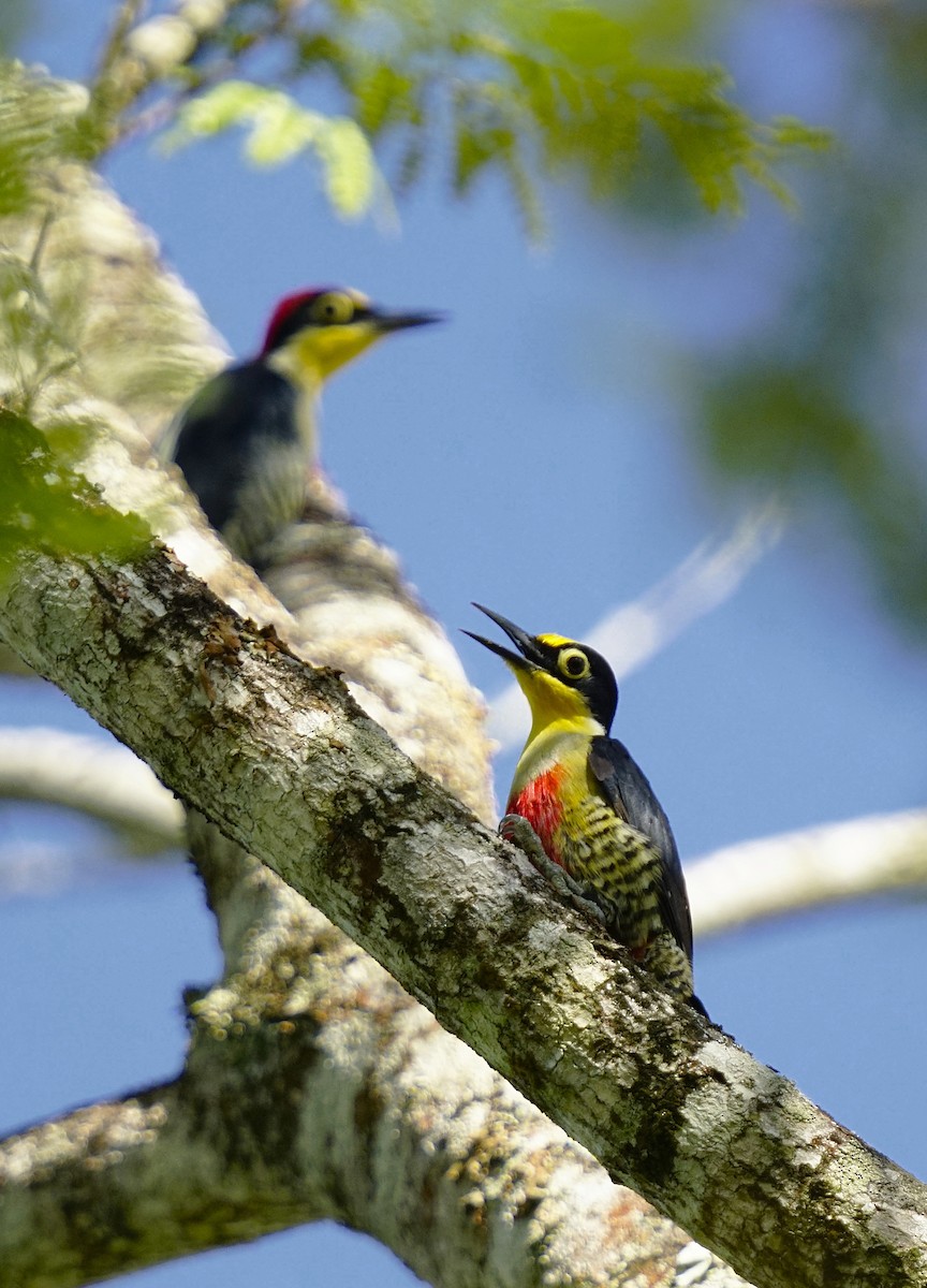 Yellow-fronted Woodpecker - ML615320157
