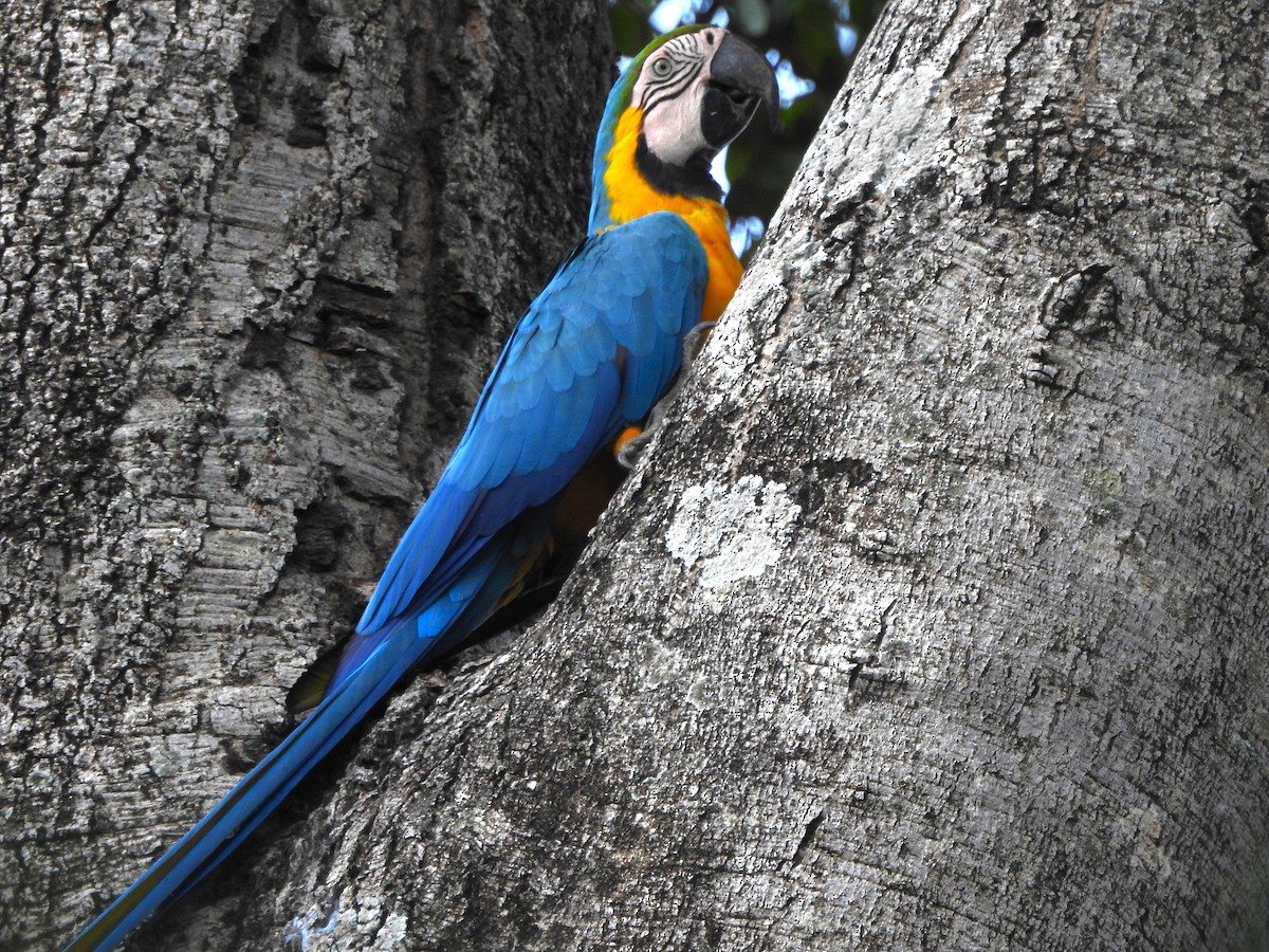 Blue-and-yellow Macaw - ML615320335