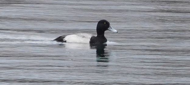 Greater Scaup - ML615320427