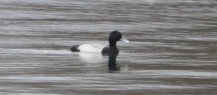 Greater Scaup - ML615320428