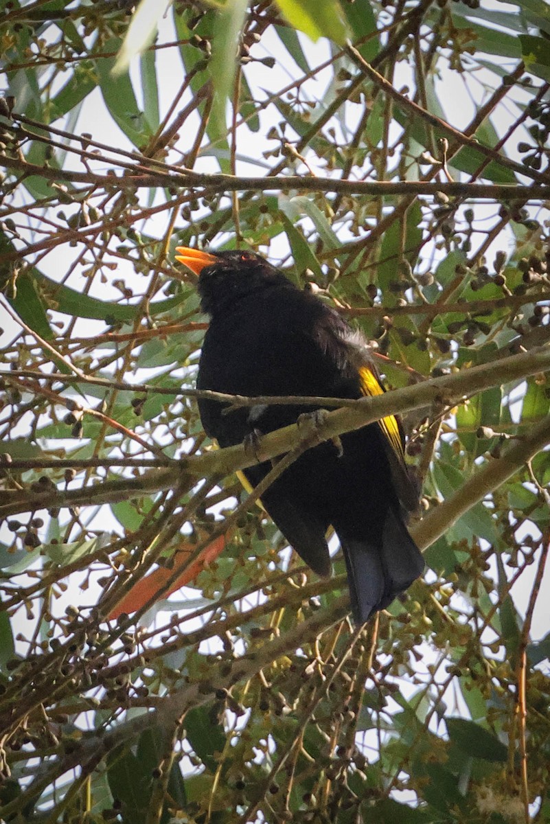 Black-and-gold Cotinga - Skip Russell
