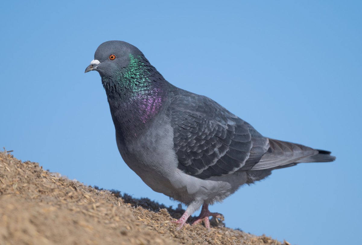 Pigeon biset (forme domestique) - ML615320677
