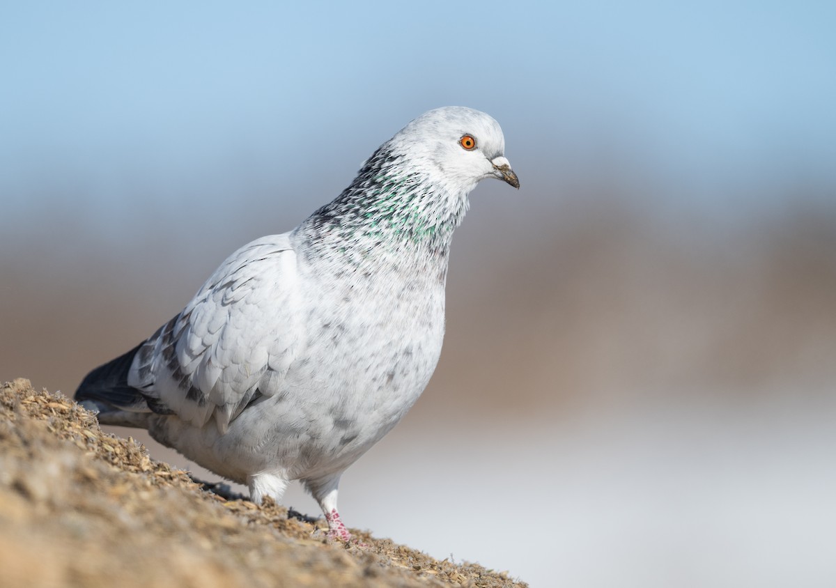 Rock Pigeon (Feral Pigeon) - Simon Boivin