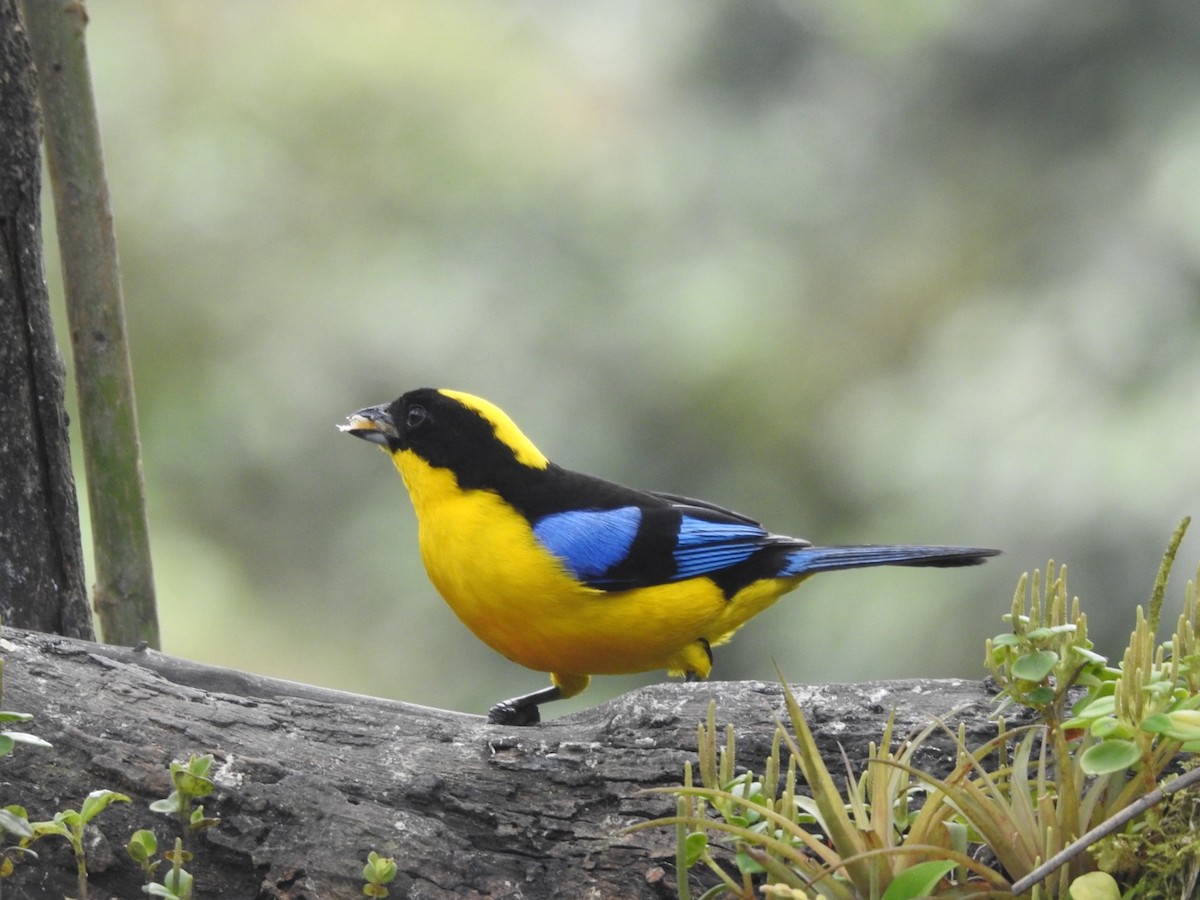 Blue-winged Mountain Tanager - ML615320904