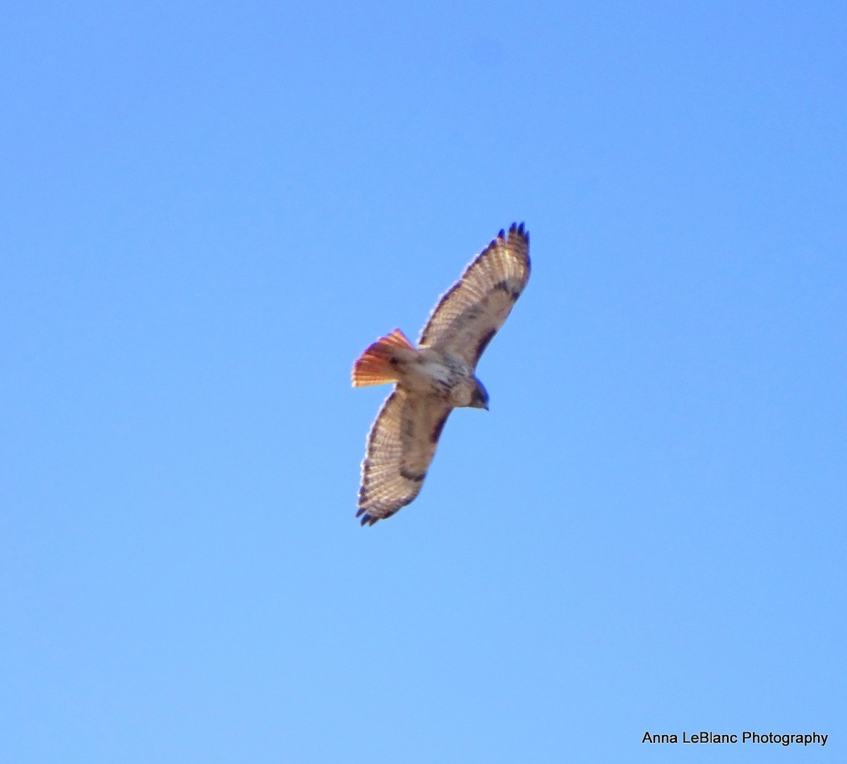 Red-tailed Hawk - ML615320925