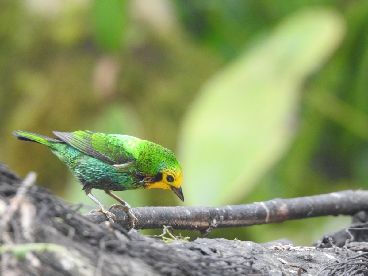 Multicolored Tanager - ML615320975