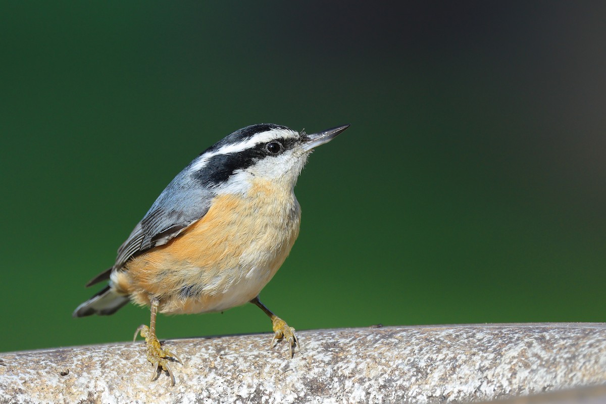 Red-breasted Nuthatch - ML615321202