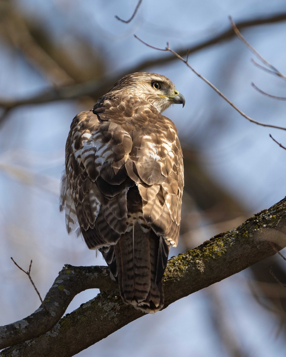Red-tailed Hawk - ML615321431