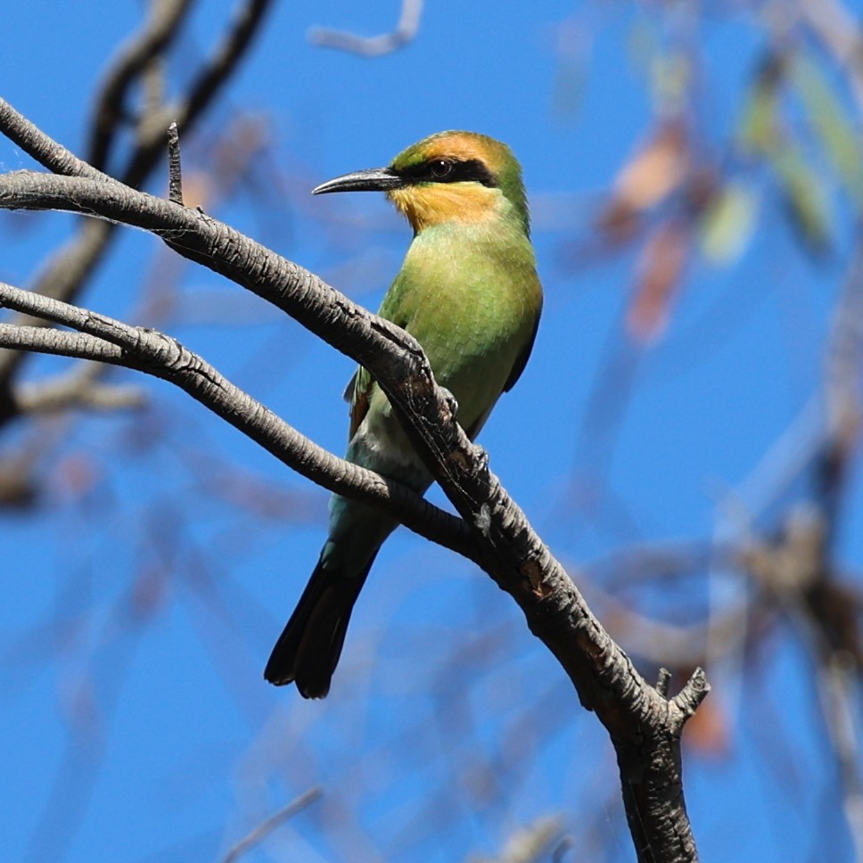 Rainbow Bee-eater - ML615321680