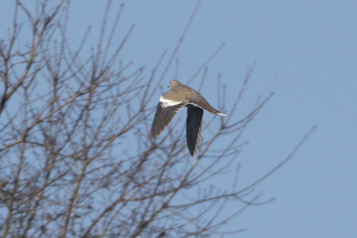 White-winged Dove - ML615321704