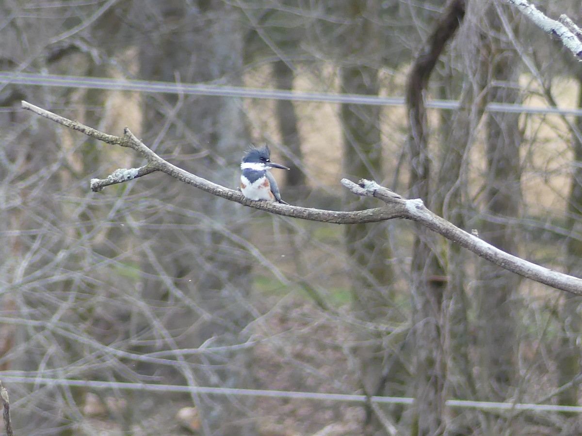 Belted Kingfisher - ML615321867
