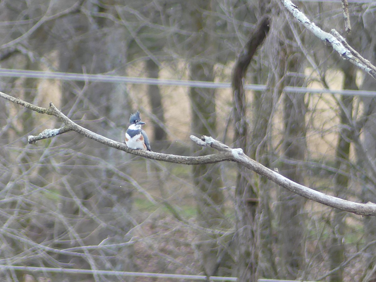 Belted Kingfisher - ML615321868