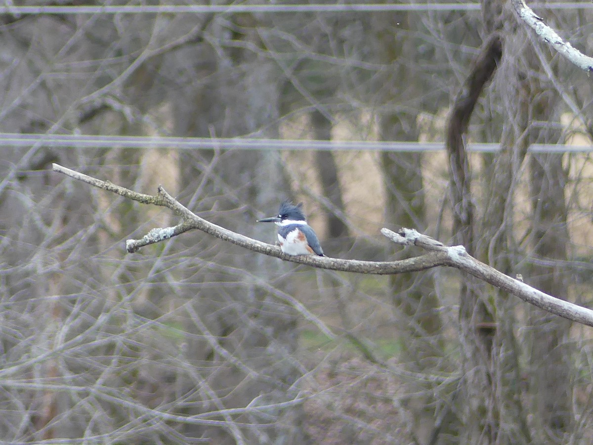 Belted Kingfisher - ML615321869