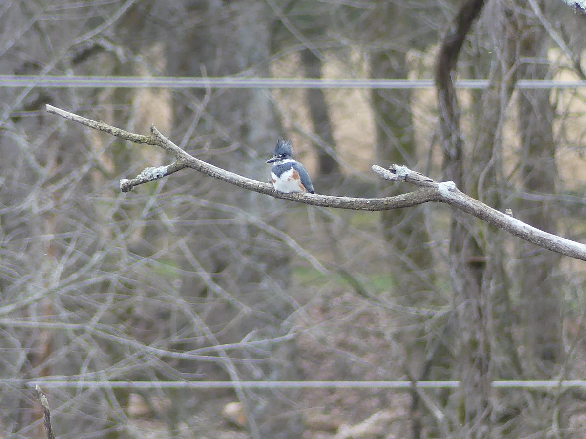 Belted Kingfisher - ML615321870