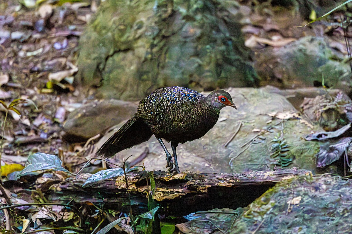 Hainan Peacock-Pheasant - ML615322130