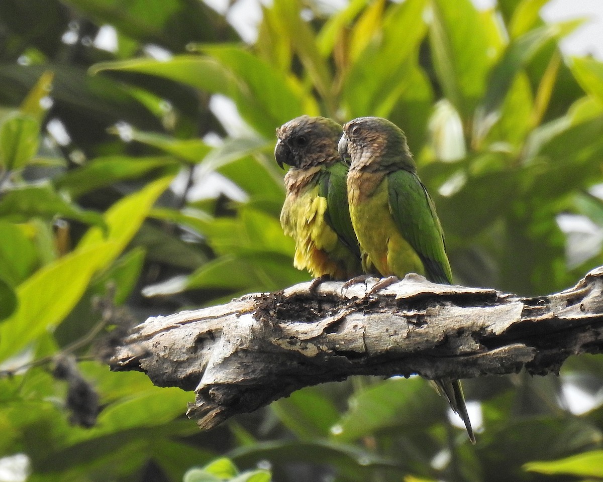 Brown-throated Parakeet - ML615322258