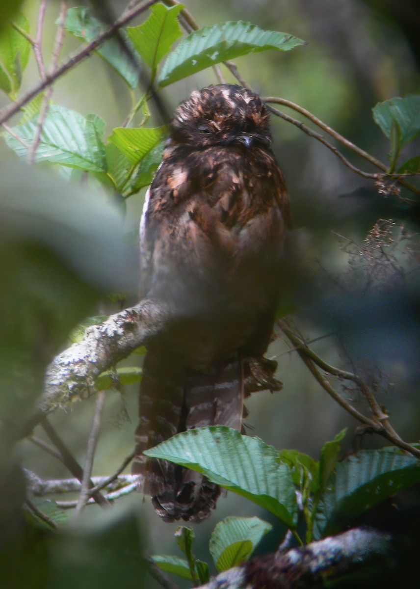 Andean Potoo - ML615322341