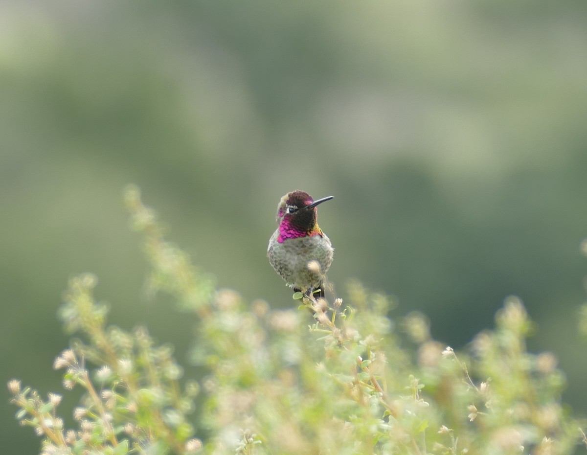 Anna's Hummingbird - ML615322535