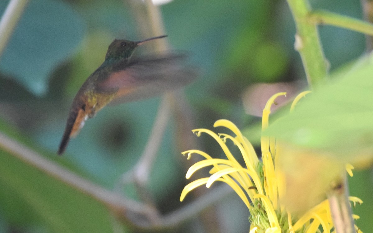 Blue-tailed Hummingbird - ML615322981