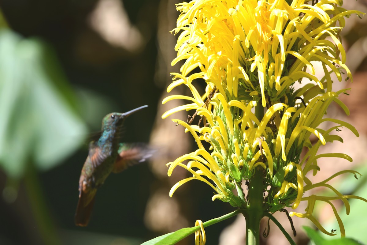 Blue-tailed Hummingbird - ML615322982