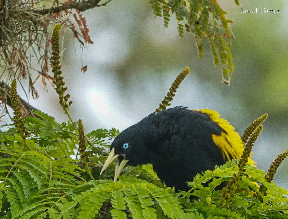 Yellow-rumped Cacique - ML615323231