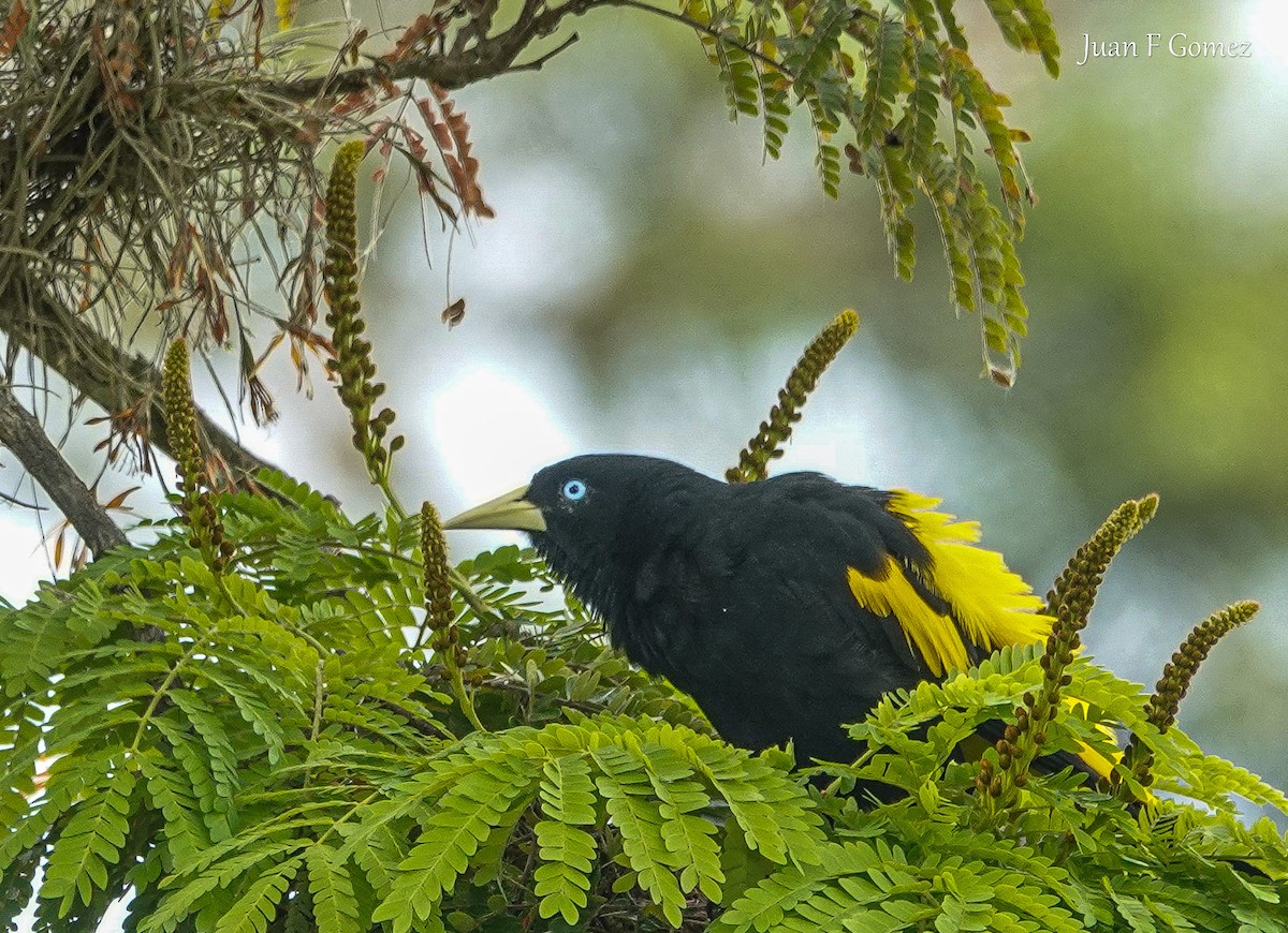 Yellow-rumped Cacique - ML615323232
