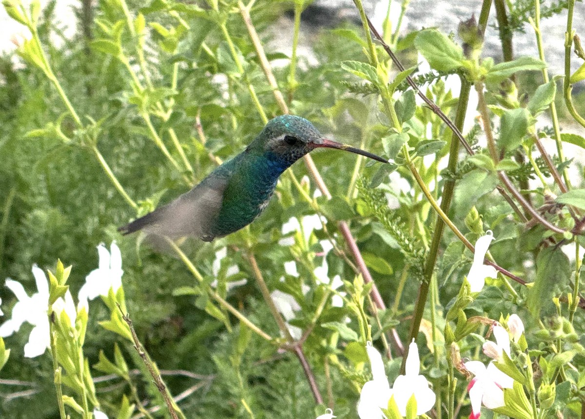 Broad-billed Hummingbird - ML615323375