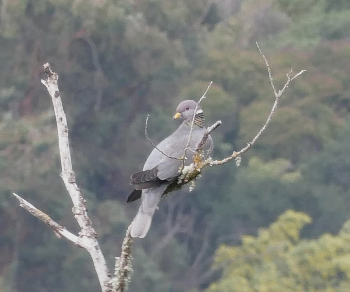 Band-tailed Pigeon - ML615323378