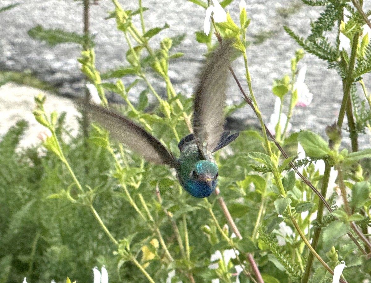 Broad-billed Hummingbird - ML615323592