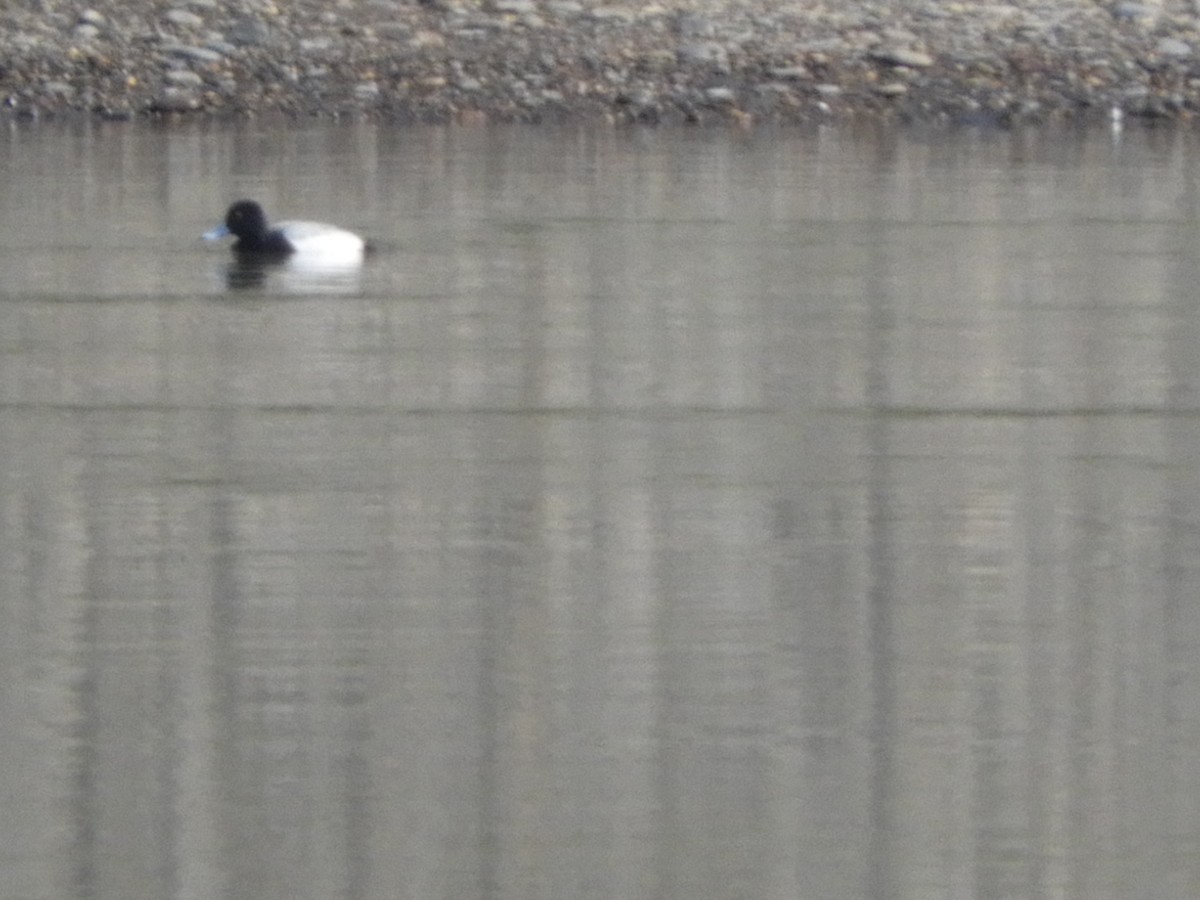 Greater/Lesser Scaup - ML615323877