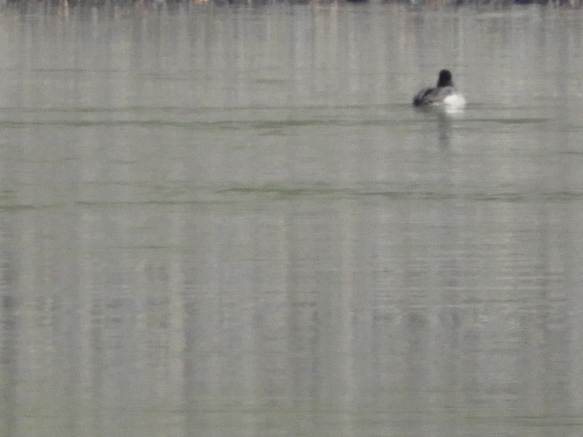 Greater/Lesser Scaup - ML615323878