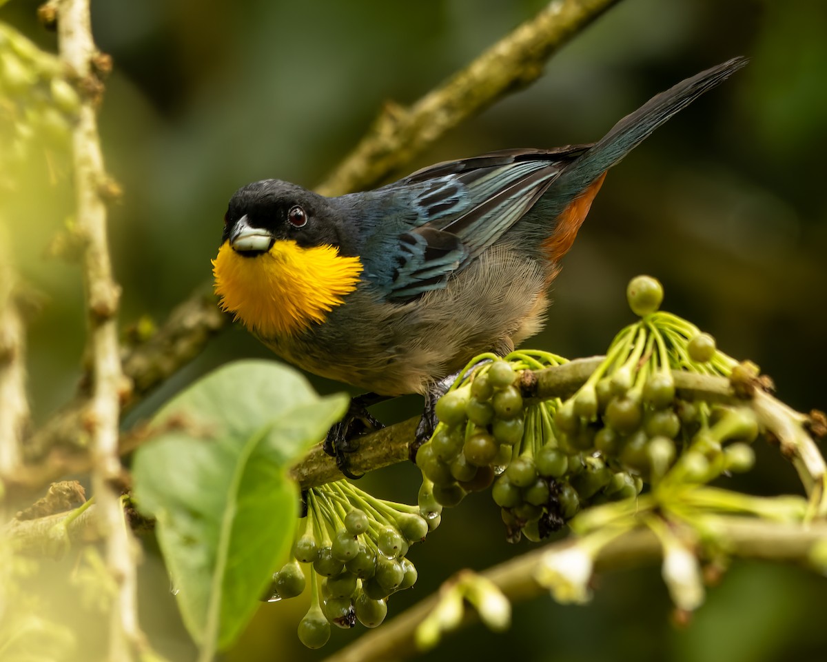 Yellow-throated Tanager - ML615324087