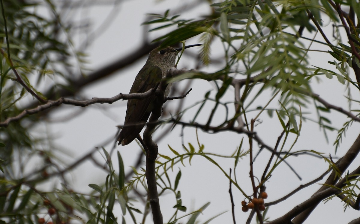 Spot-throated Hummingbird - Paul Vandenbussche