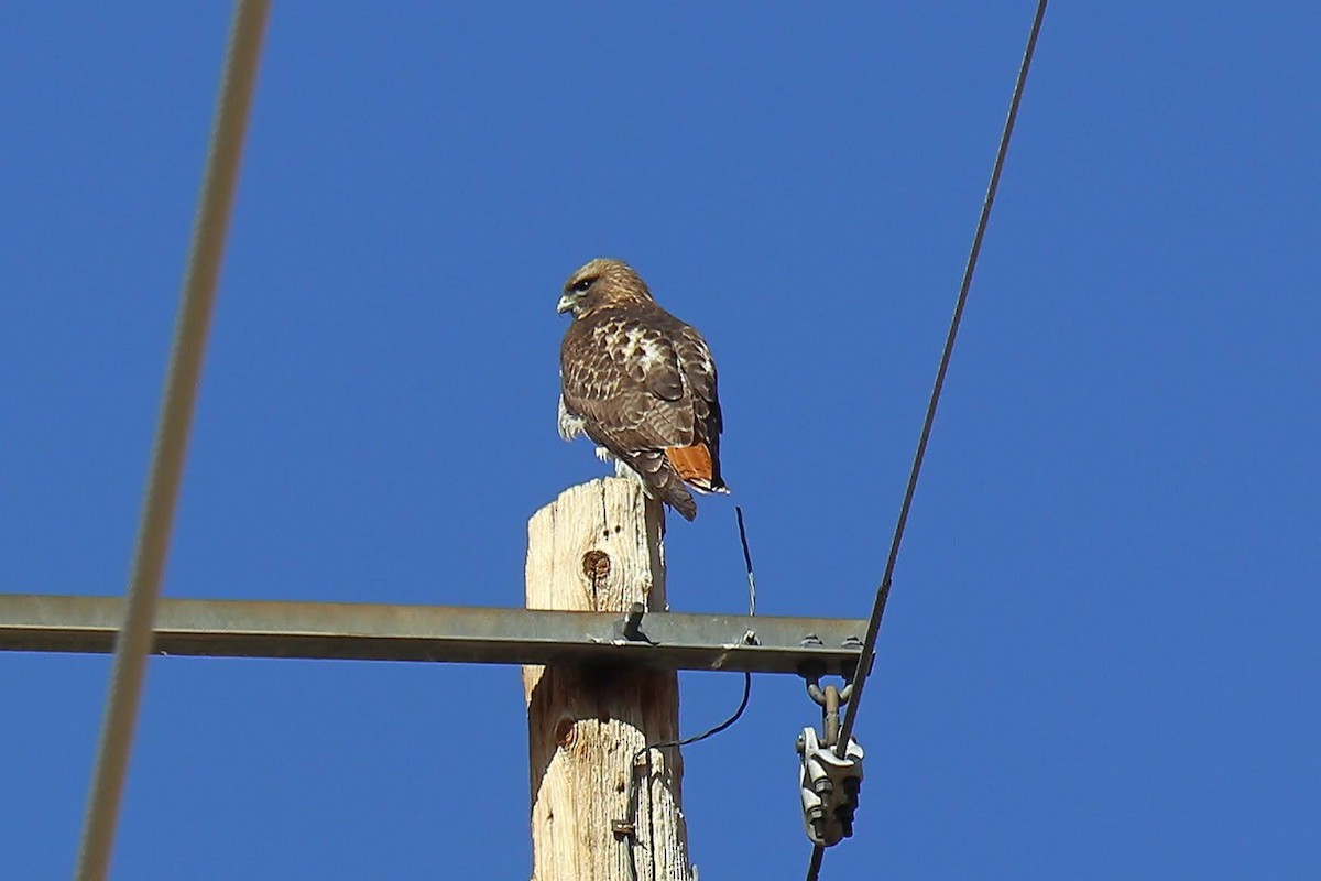 Red-tailed Hawk - ML615324156